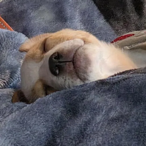 Snuggle Buggle Rue Boo thumbnail 4