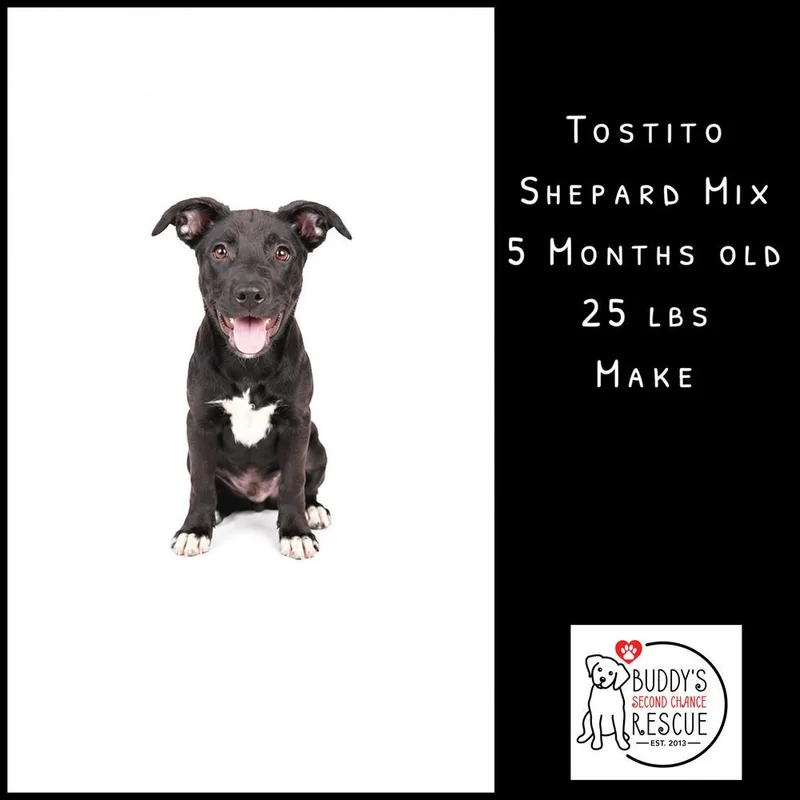 Tostito thumbnail 5