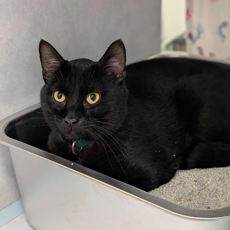 A young medium-sized male Black Domestic Short Hair cat named Angus for adoption in Buchanan Dam, TX