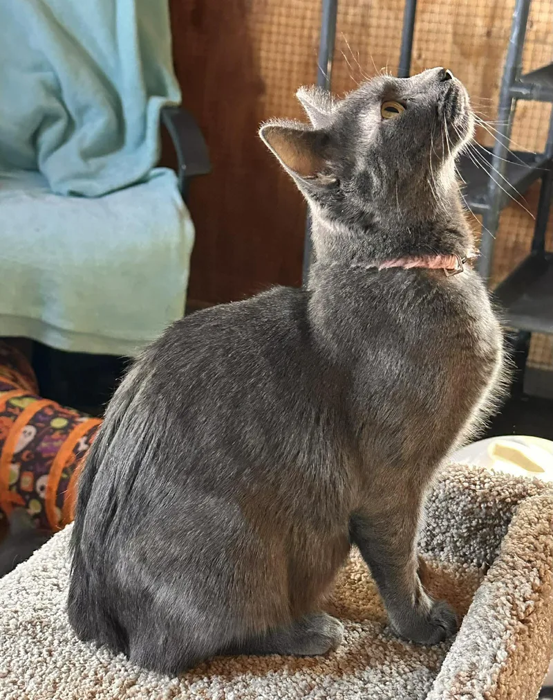 An adult small-sized female Gray / Blue / Silver Domestic Short Hair cat named Coming Soon  Mama for adoption in Sisseton, SD