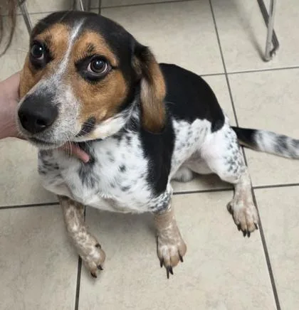 An adult small-sized male Beagle dog named Beau for adoption in Parma, OH
