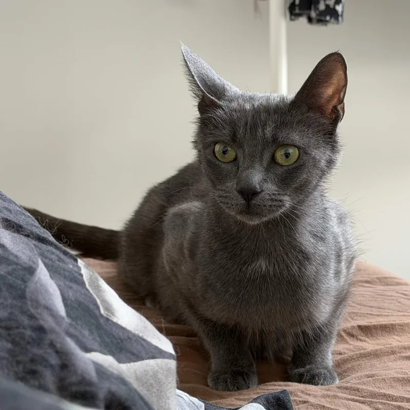 A young medium-sized female Gray / Blue / Silver Domestic Short Hair cat named Raina for adoption in Weehawken, NJ