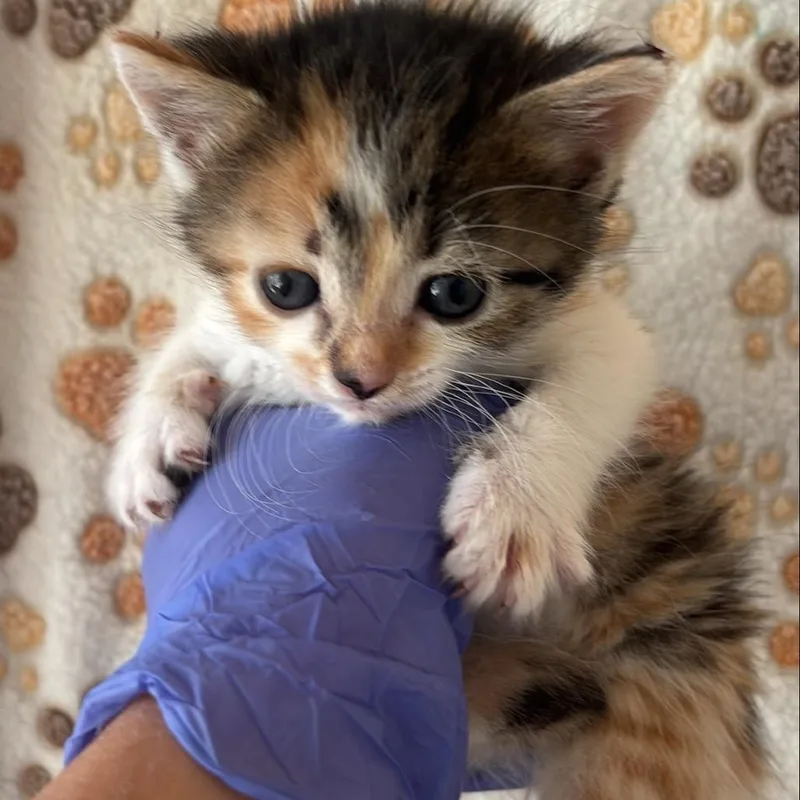 A baby small-sized female Calico Domestic Short Hair cat named Matzah for adoption in Kanab, UT