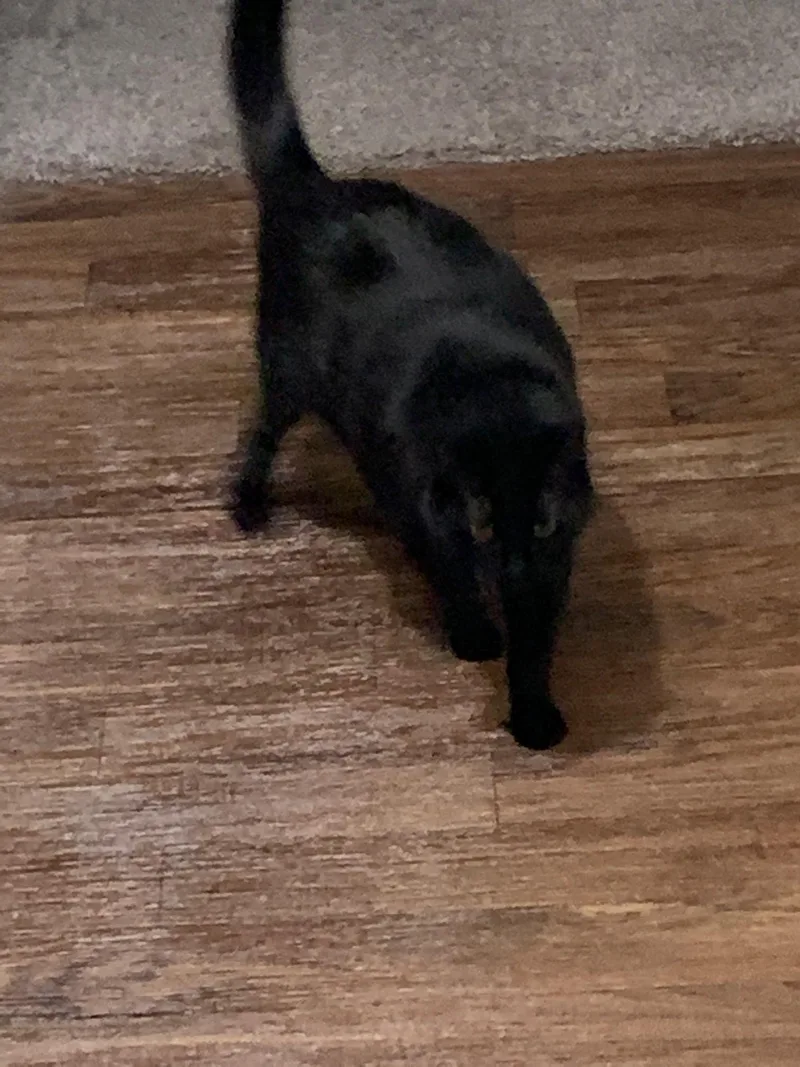 A senior medium-sized male Bombay cat named Felix for adoption in Arlington, TX