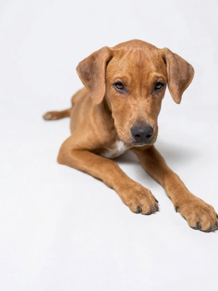 A baby medium-sized male Hound dog named Finch for adoption in Hudson, NY