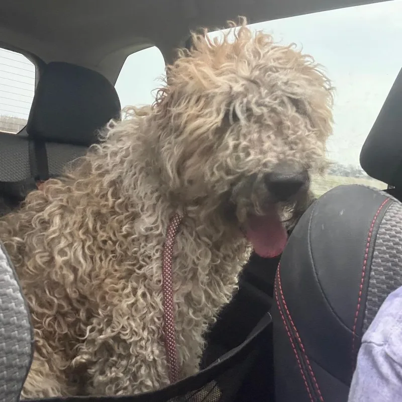 An adult large-sized male White / Cream Poodle dog named Starsky for adoption in Muncie, IN