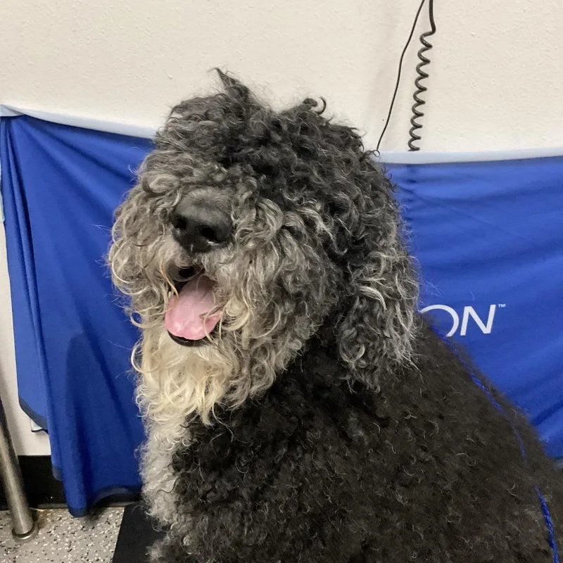 A senior large-sized male Black Standard Poodle dog named Fudge for adoption in Henderson, NV