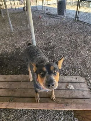 An adult medium-sized female Black Australian Cattle Dog / Blue Heeler named Tifa for adoption in Plano, TX