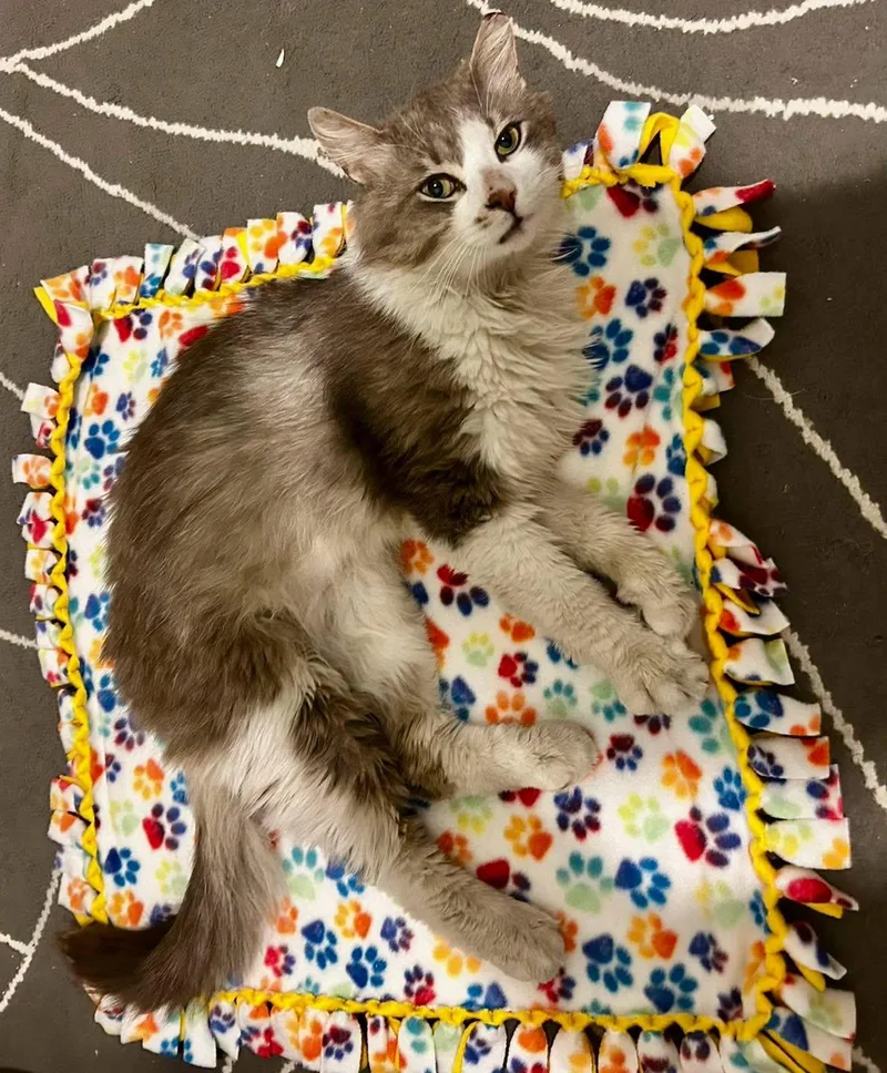 A young medium-sized male Gray & White Domestic Long Hair cat named Vladimir Guerro Jr for adoption in Philadelphia, PA
