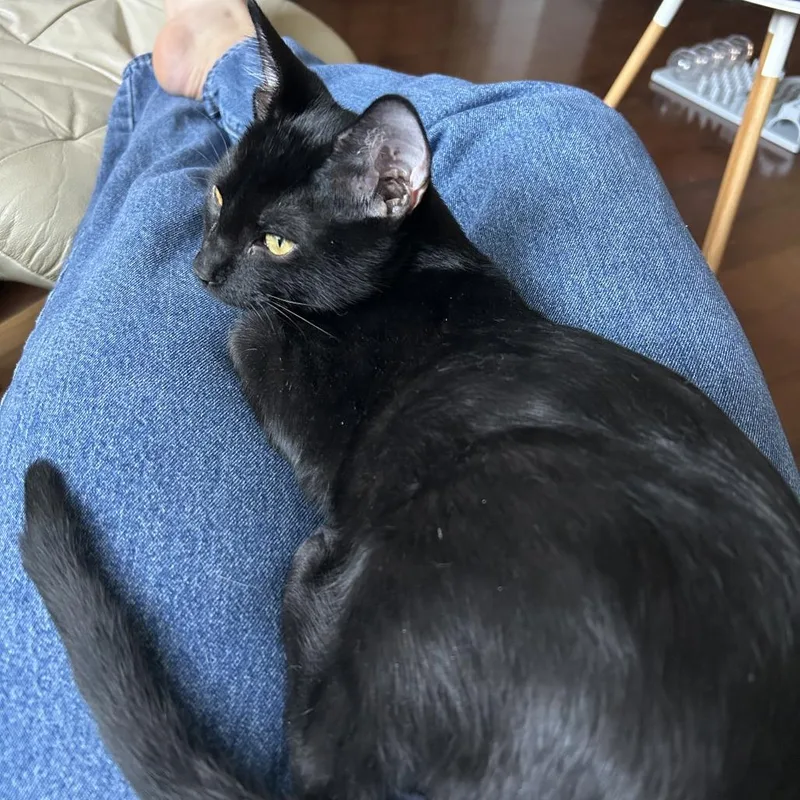 A baby medium-sized male Black Domestic Short Hair cat named Karl for adoption in San Diego, CA