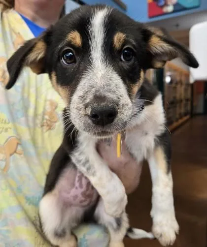 A baby medium-sized male Tricolor (Brown, Black, & White) Mixed Breed dog named Carl for adoption in Stanwood, WA