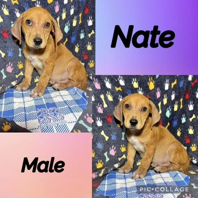 Nate