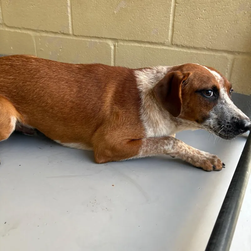 A young medium-sized male Red / Chestnut / Orange Mixed Breed dog named Pumpkin Bread for adoption in Lufkin, TX