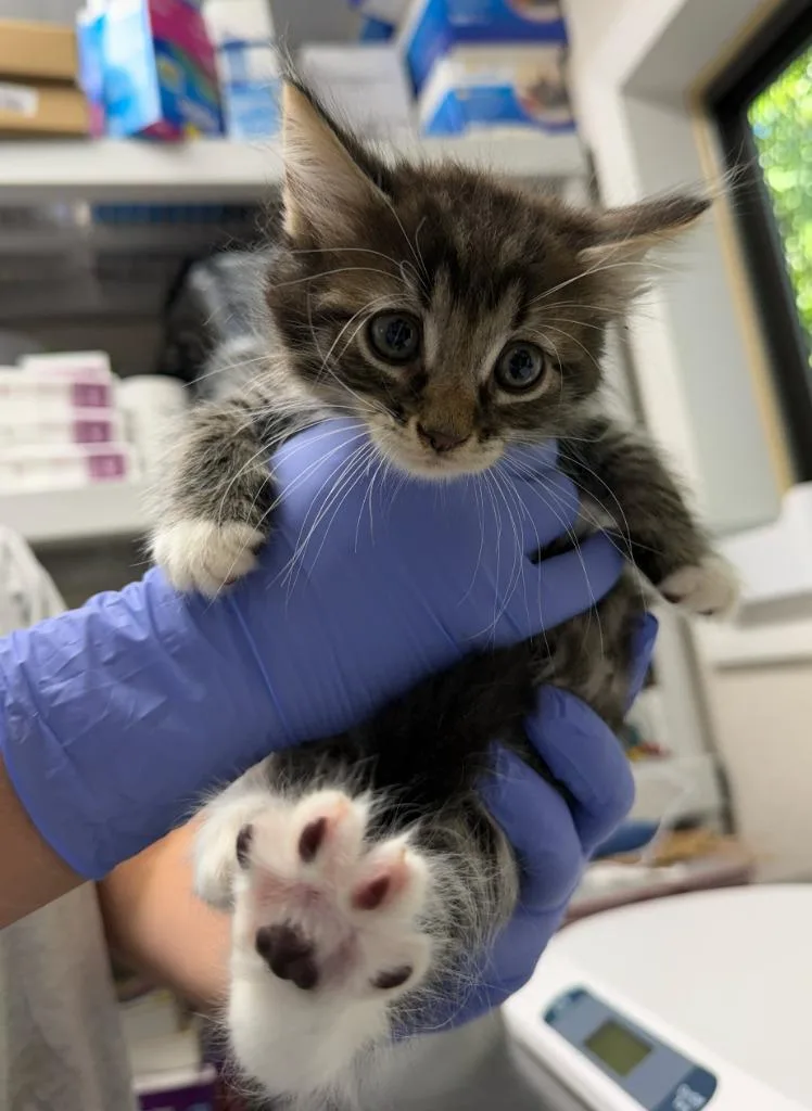 A baby medium-sized male Domestic Medium Hair cat named Vronk! for adoption in Pomona, NY