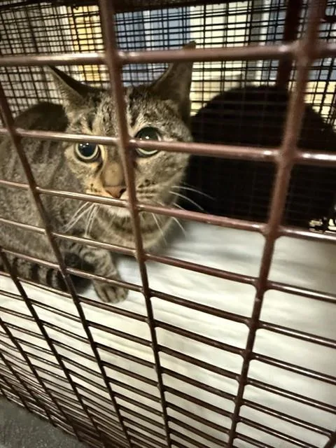 An adult small-sized female Domestic Short Hair cat named Vivi for adoption in Miami, FL