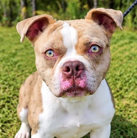 A young medium-sized male Boston Terrier dog named Wiley for adoption in Foley, AL
