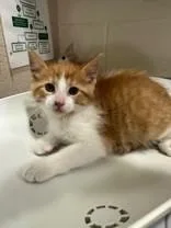 A young medium-sized male Orange & White Domestic Short Hair cat named DreamLand for adoption in Manitowoc, WI