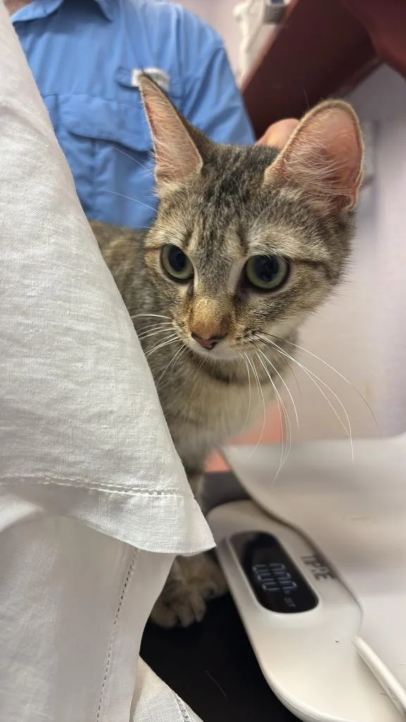 A young medium-sized female Domestic Short Hair cat named London for adoption in New Braunfels, TX