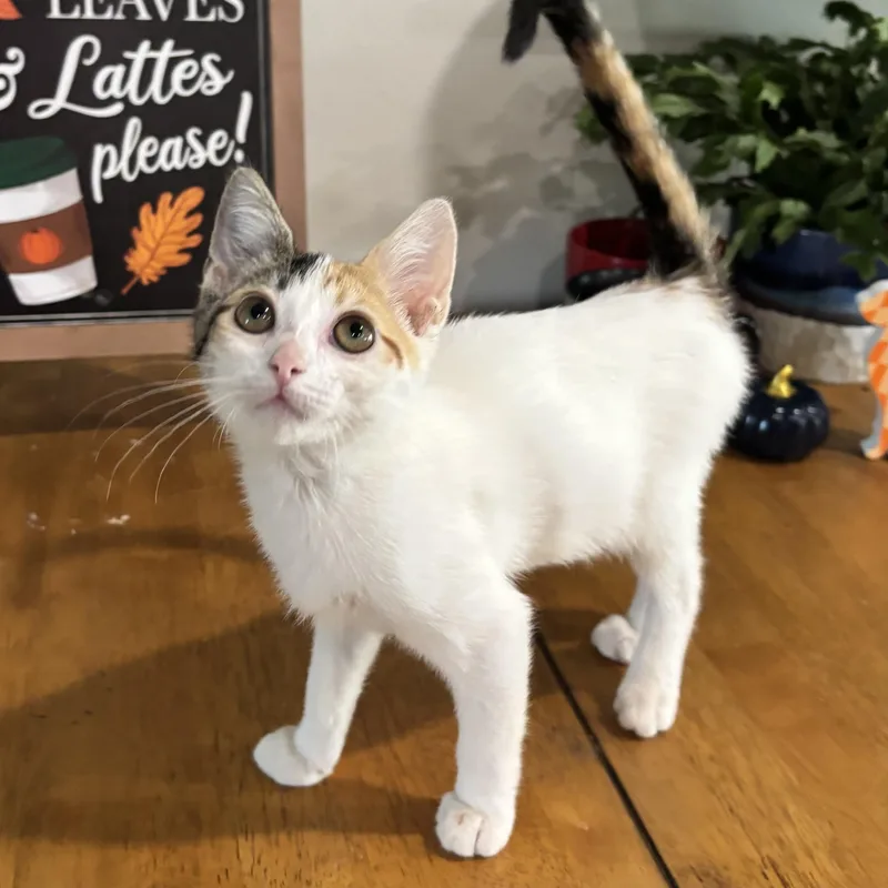 A baby small-sized female Calico cat named Daisy Cakes for adoption in Bentonville, AR