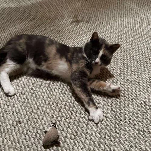 A young medium-sized female Dilute Calico Domestic Short Hair cat named Elena Gilbert for adoption in Tipp City, OH