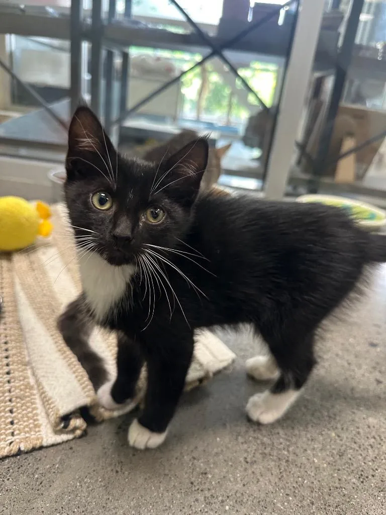 A baby medium-sized male Domestic Medium Hair cat named Rocket for adoption in Johnson City, TN