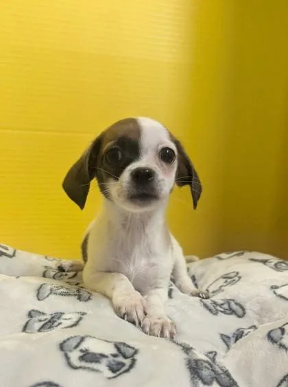 Kermit