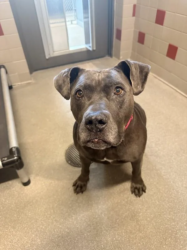 A senior large-sized female Mixed Breed dog named Bella for adoption in Truckee, CA