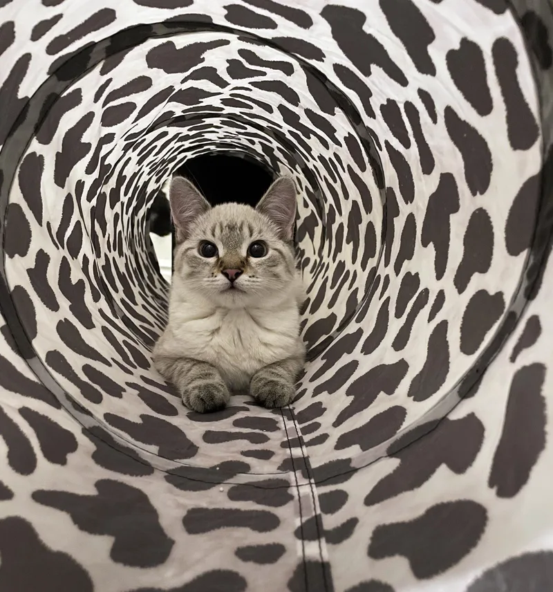 A young medium-sized female Lilac Point Domestic Short Hair cat named Rose for adoption in Centerville, UT