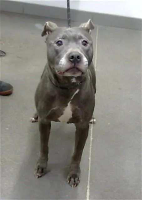An adult large-sized female Staffordshire Bull Terrier dog named Lulu for adoption in Mesa, AZ
