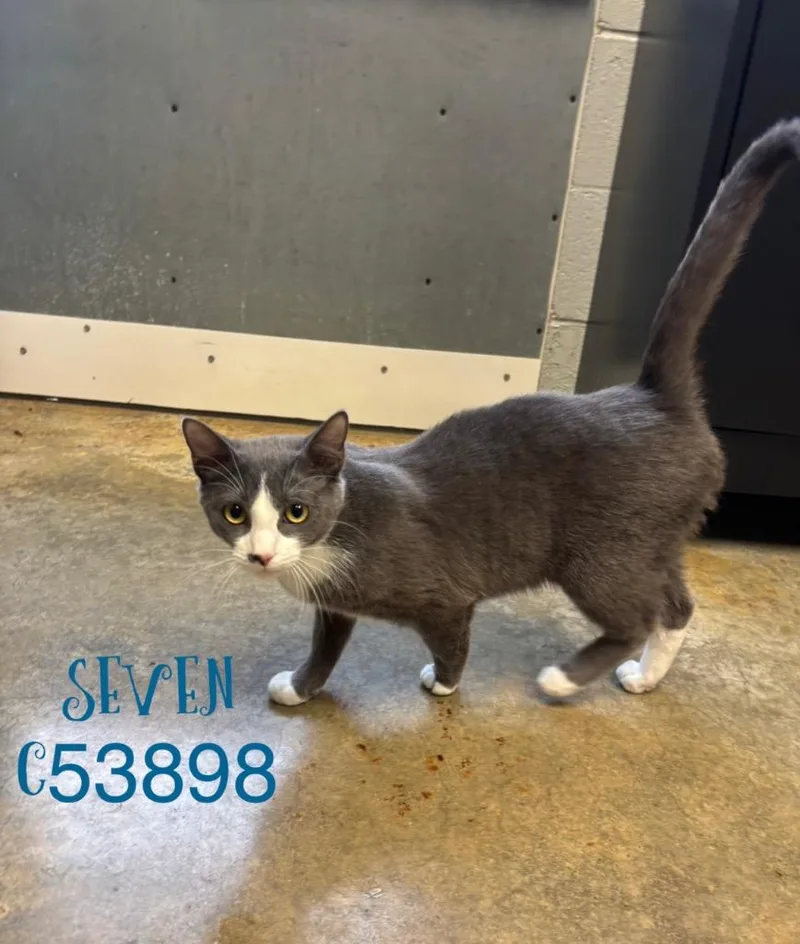 A young medium-sized male Domestic Short Hair cat named Seven for adoption in Clarksville, TN