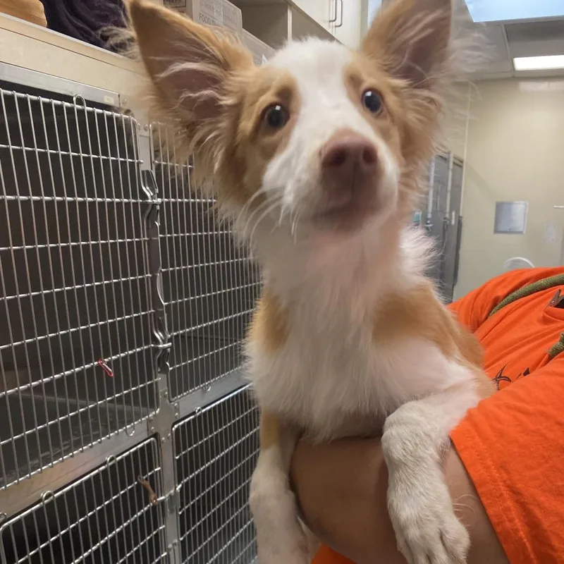 A baby medium-sized male White / Cream Cattle Dog dog named Wagsstray for adoption in Westminster, CA