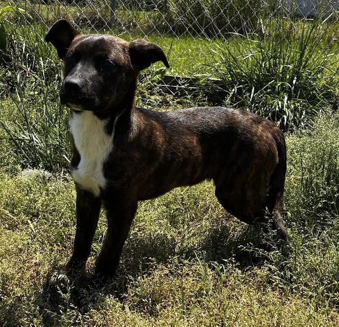 A young medium-sized female Feist dog named Lucy for adoption in Rutledge, TN