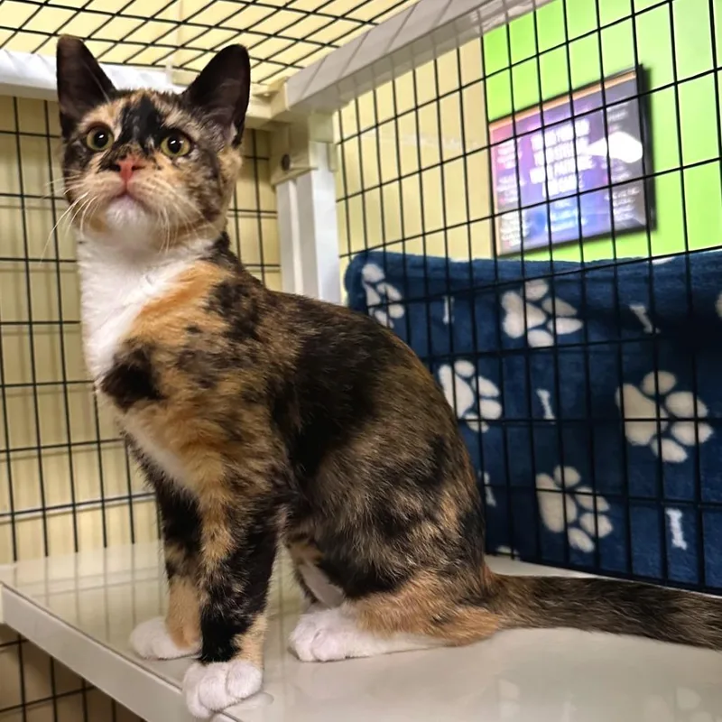 A baby small-sized female Tortoiseshell Domestic Short Hair cat named Hana for adoption in Woodinville, WA