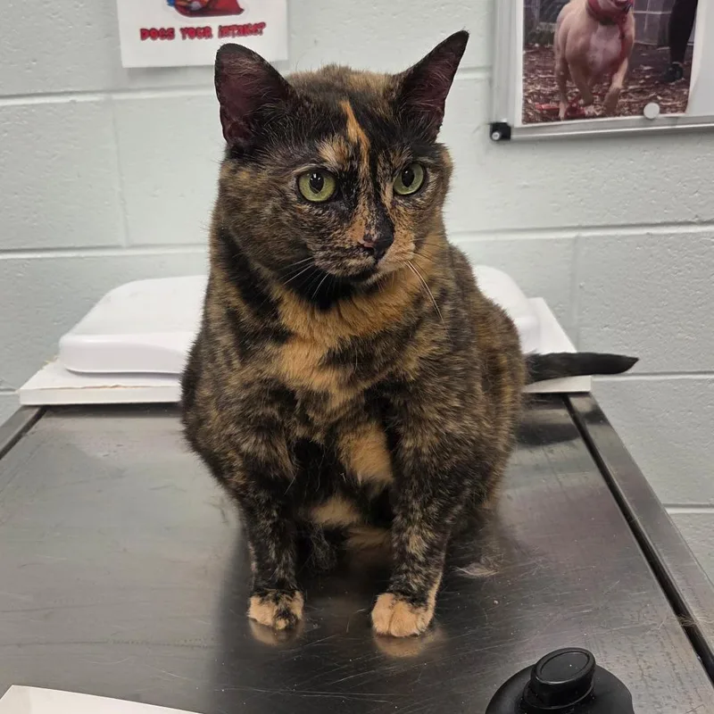 A senior extra large-sized female Tortoiseshell Domestic Short Hair cat named Grace for adoption in Chattanooga, TN