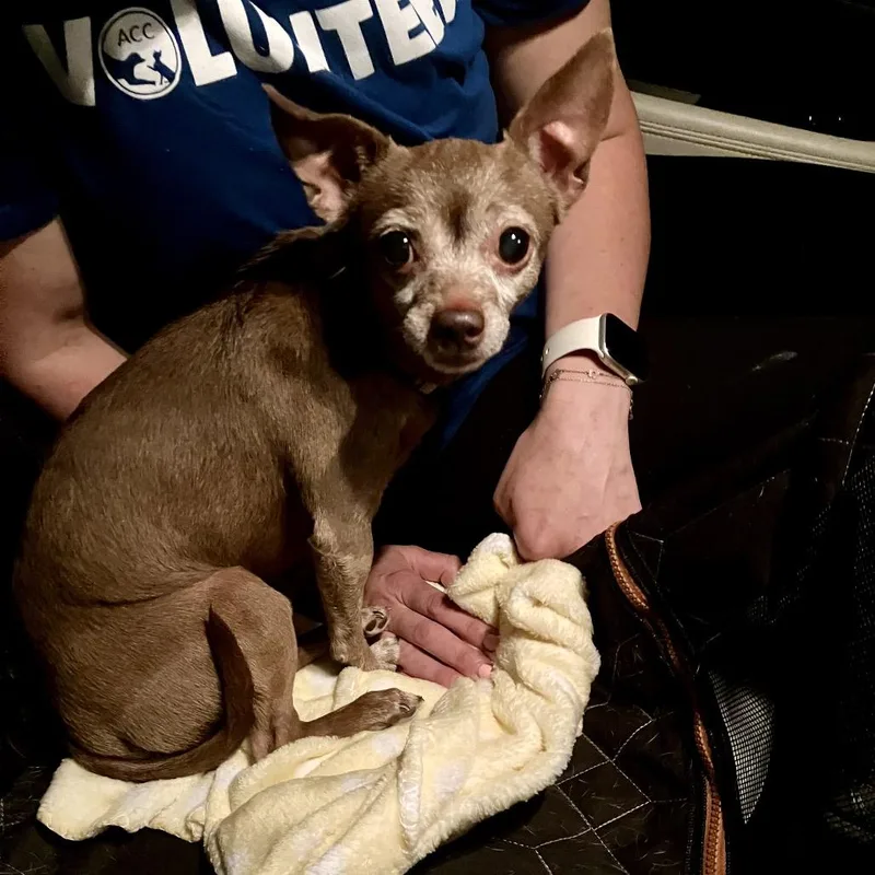 A senior small-sized male Brown / Chocolate Chihuahua dog named Banana Split for adoption in Jersey City, NJ