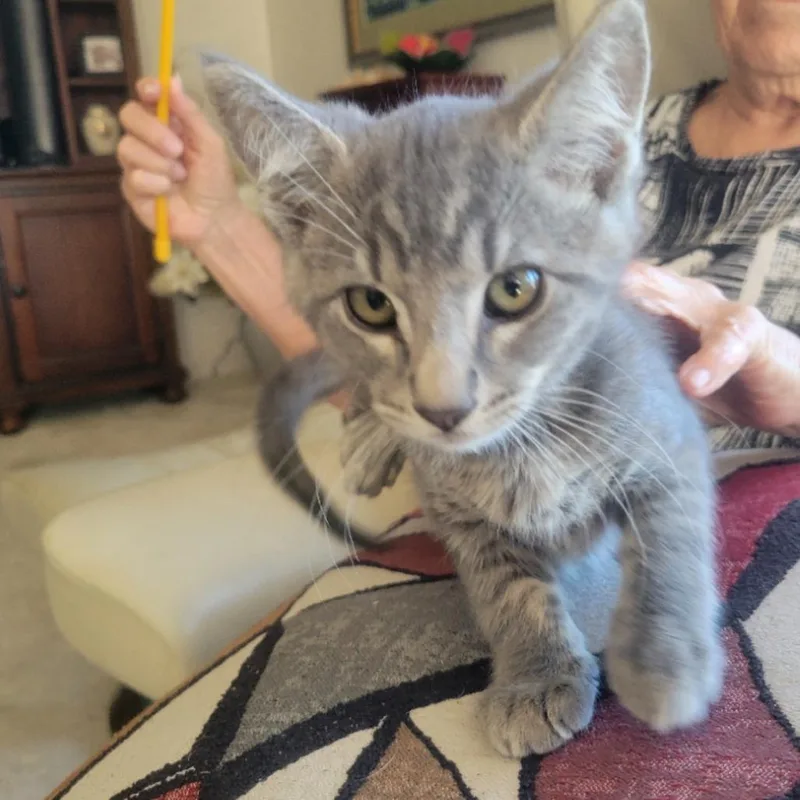 A baby small-sized male Gray / Blue / Silver Domestic Short Hair cat named Peter for adoption in Ashland, OR