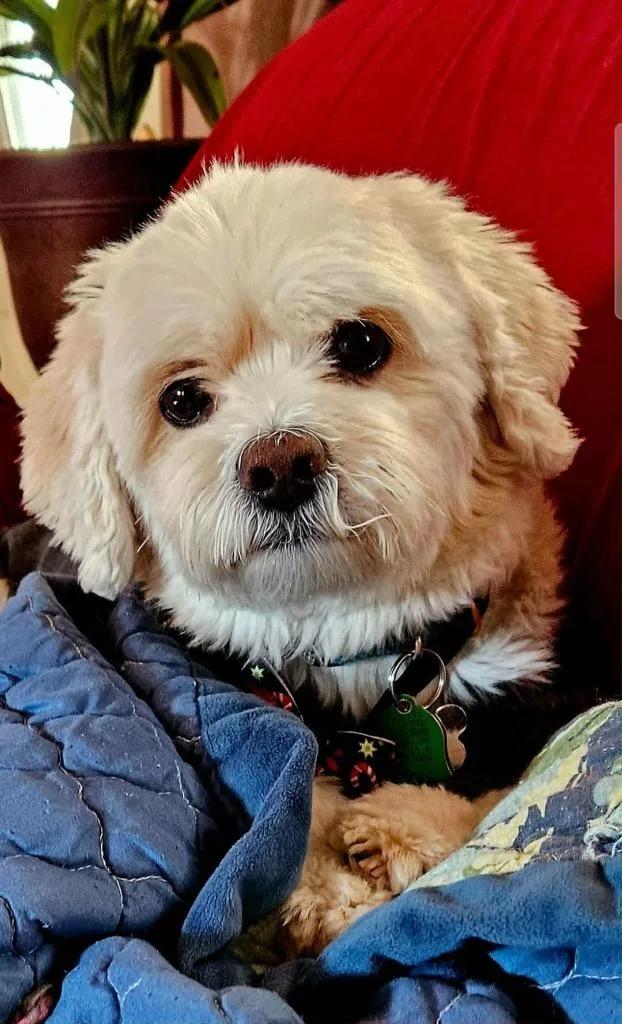 Scooter $ thumbnail 2