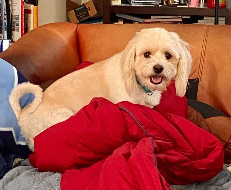 Scooter $ thumbnail 3