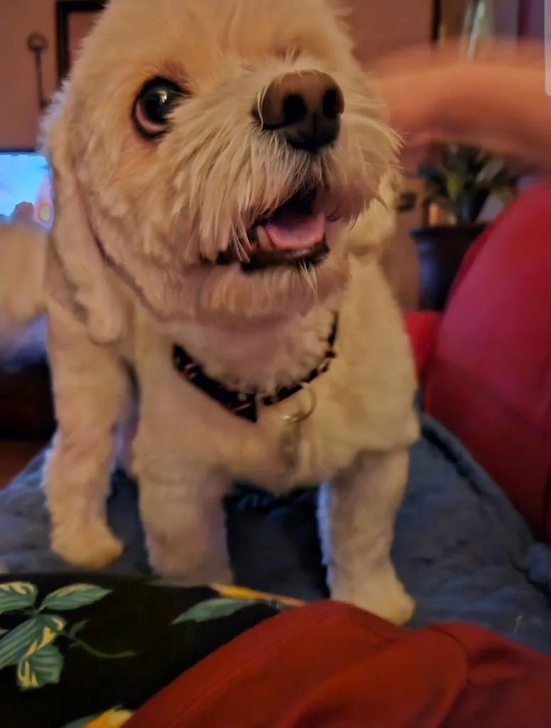 Scooter $ thumbnail 4