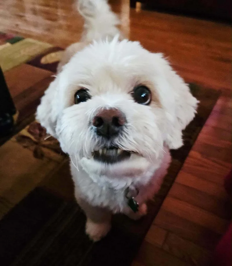 Scooter $ thumbnail 5