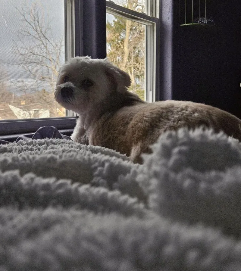 Scooter $ thumbnail 6