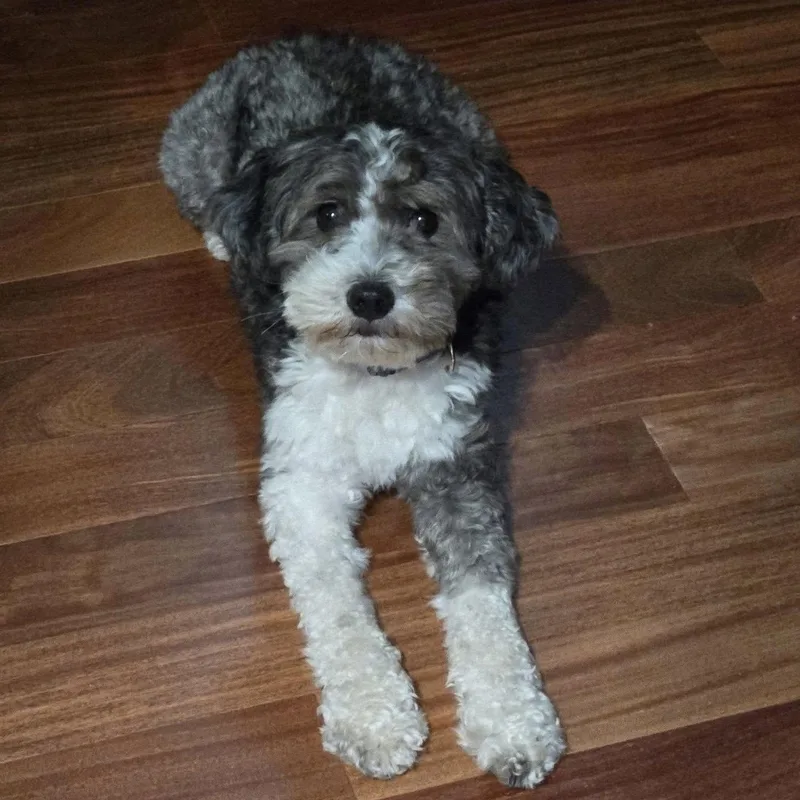 An adult small-sized male Australian Shepherd dog named Jimmy for adoption in Hillsborough , NC