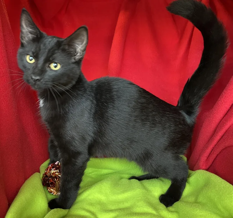 A young medium-sized male Bombay cat named Maverick for adoption in Hood RIver, OR