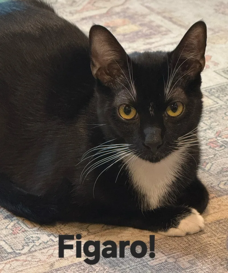 A young medium-sized male Domestic Short Hair cat named Figaro for adoption in Longwood, FL