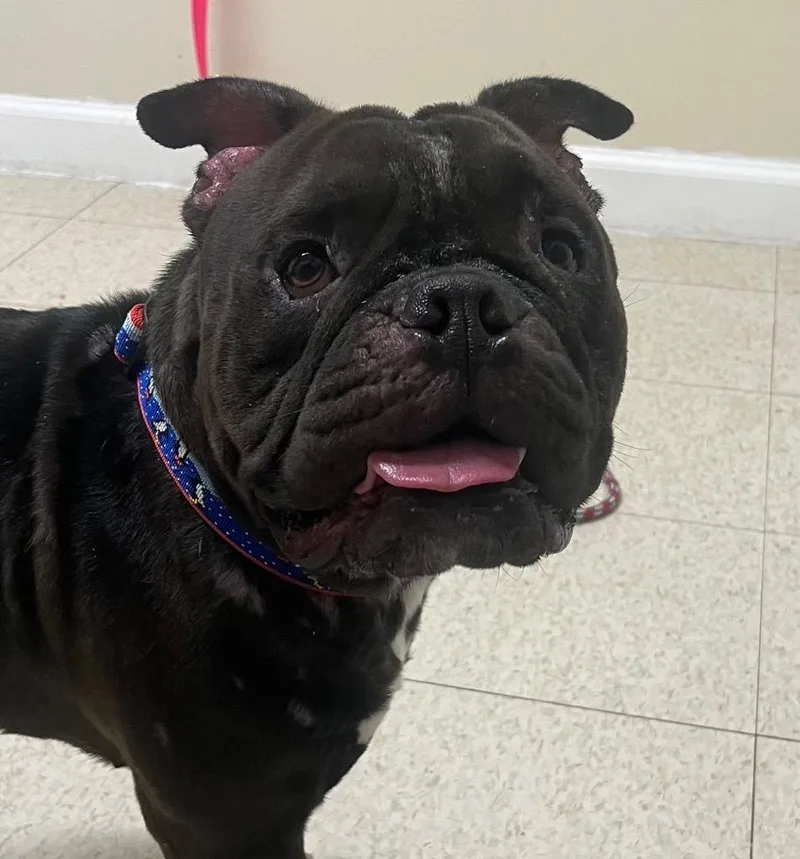 A young medium-sized male American Bulldog dog named Pablito for adoption in Fall River, MA