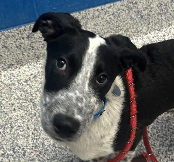 A baby medium-sized male Labrador Retriever dog named Harley for adoption in Golden, CO