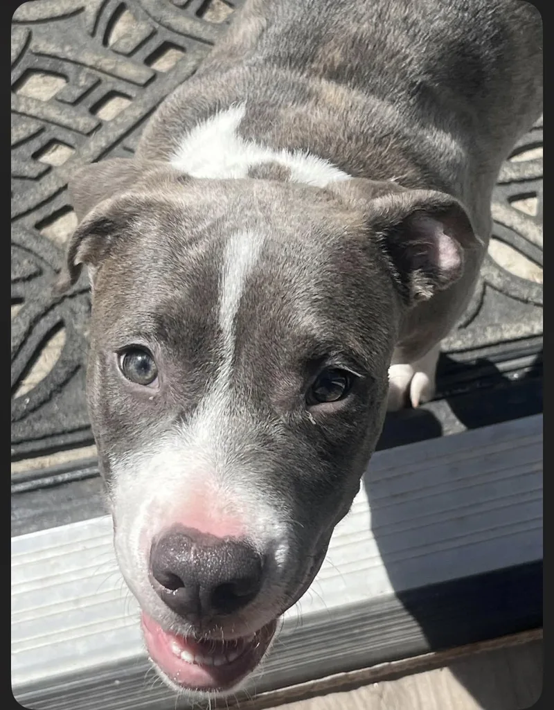 A baby medium-sized male Pit Bull Terrier dog named Axe for adoption in Eugene, OR