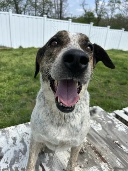 An adult medium-sized male Hound dog named Forrest for adoption in Osage Beach, MO