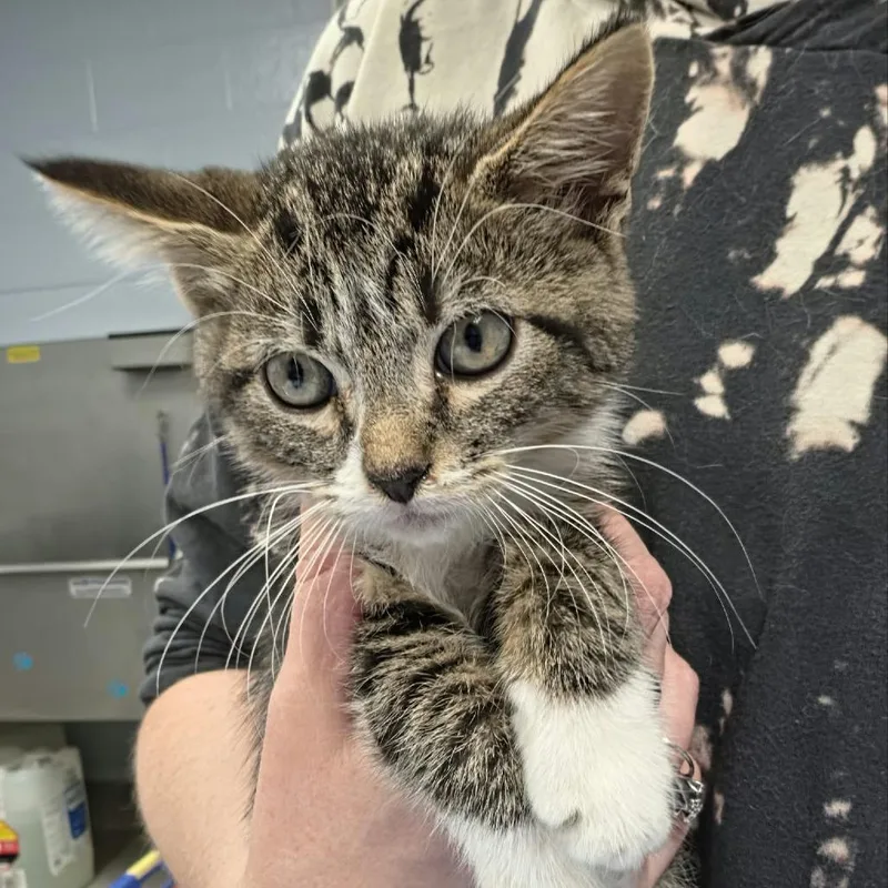 A baby small-sized male Domestic Medium Hair cat named Bobcat for adoption in Martinsville, VA