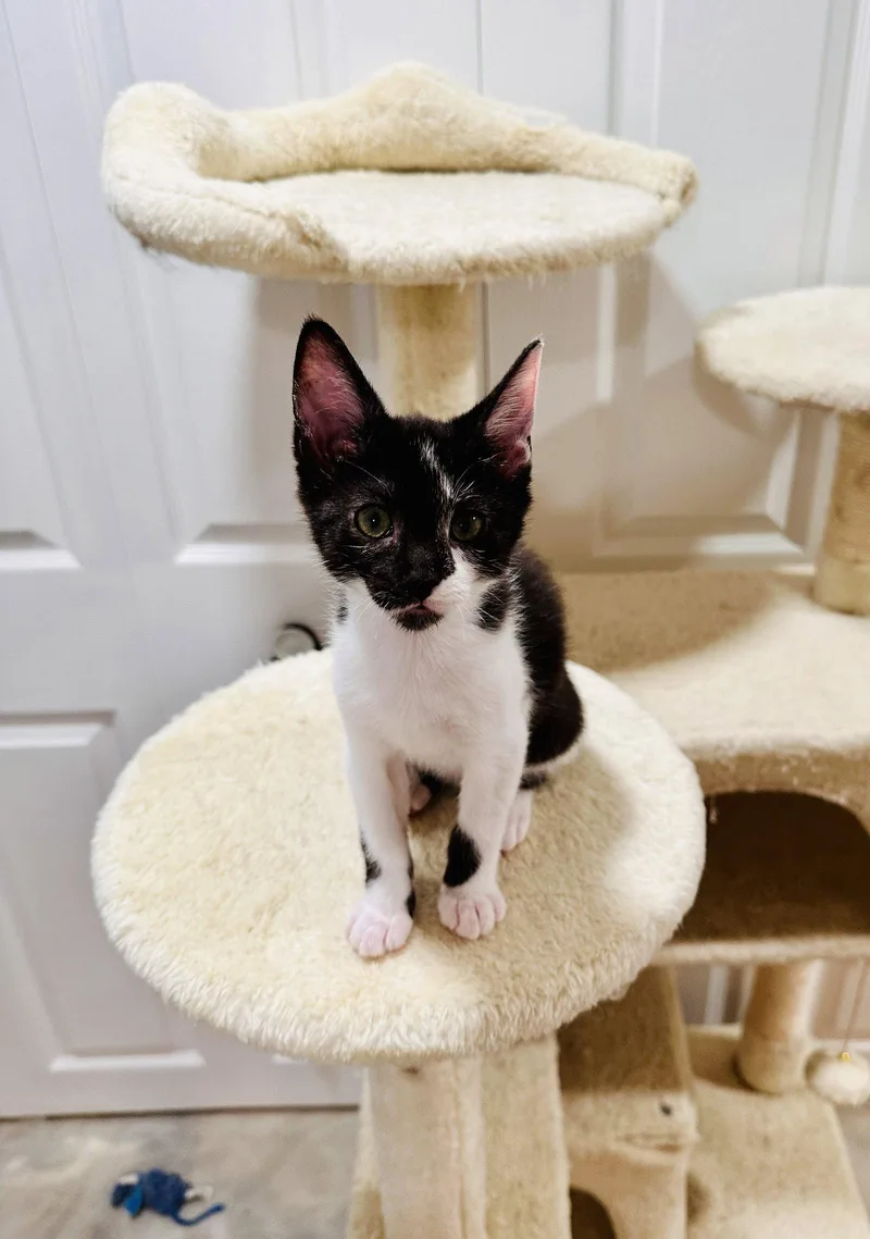 A baby small-sized female Black & White / Tuxedo Domestic Short Hair cat named Koa for adoption in Walled Lake, MI